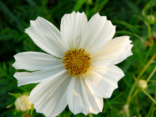 {Cosmos bipinnatus}